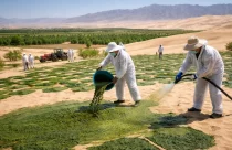China transforma deserto em solo fértil em apenas 10 meses usando bactérias ancestrais