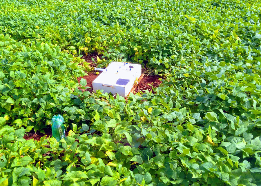 Fixação Biológica de Nitrogênio reduz em 50% a emissão de óxido nitroso em lavoura de feijão no Cerrado