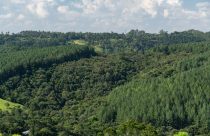 TRF4 extingue ação sobre Mata Atlântica e reforça aplicação do Código Florestal no Paraná