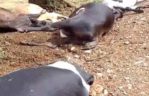 Raio mata quatro vacas e um touro em Ivaiporã durante forte temporal
