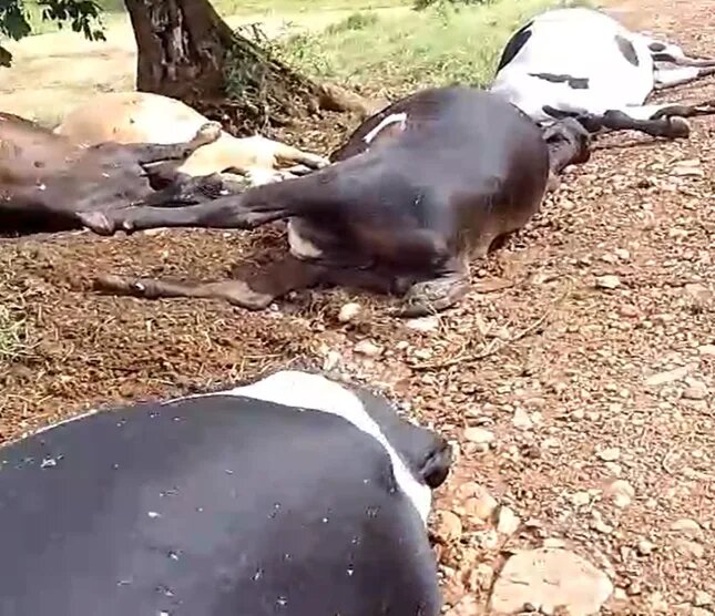 Raio mata quatro vacas e um touro em Ivaiporã durante forte temporal