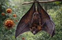 virus nipah