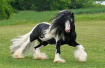 Maior cavalo do mundo pesa mais de 1 tonelada e pode desaparecer — conheça o gigante Shire