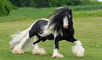 Maior cavalo do mundo pesa mais de 1 tonelada e pode desaparecer — conheça o gigante Shire