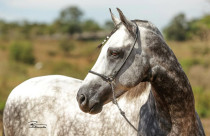 Luto no Mangalarga Marchador: Neon Cristal PVB deixa legado de campeões e excelência genética