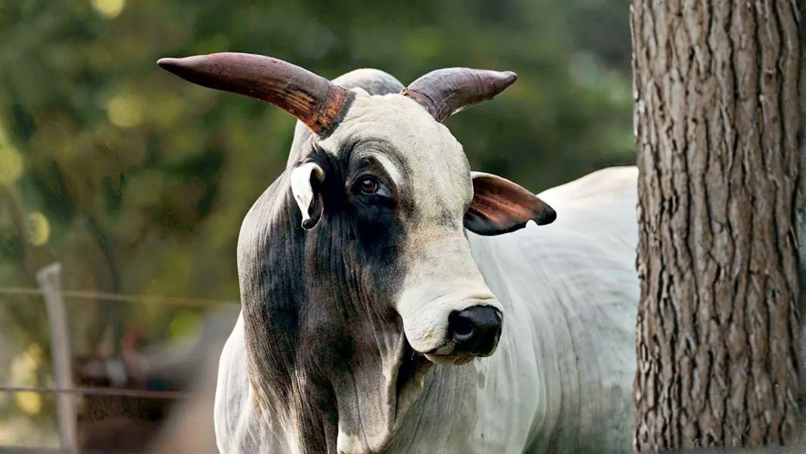 10 anos da morte do touro reprodutor nelore Backup