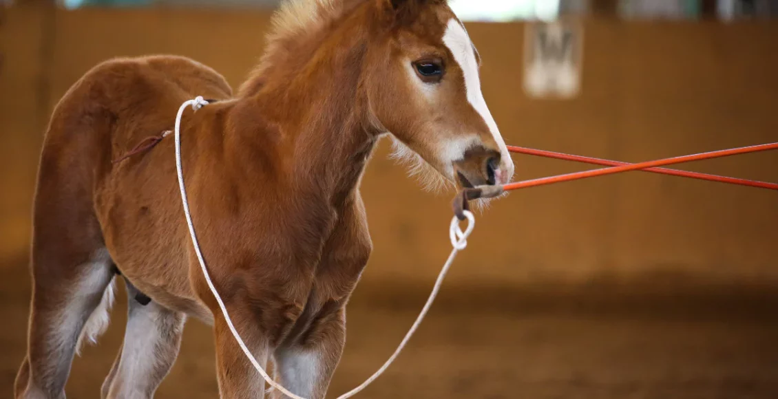 Montar potro cedo demais pode "destruir" a coluna e comprometer toda a vida do cavalo