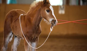 Montar potro cedo demais pode "destruir" a coluna e comprometer toda a vida do cavalo