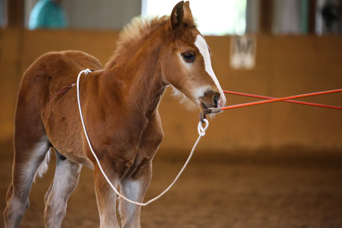 Montar potro cedo demais pode "destruir" a coluna e comprometer toda a vida do cavalo