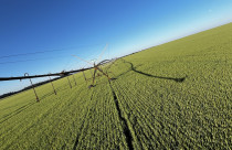 Trigo irrigado rende até o dobro da média nacional em fazenda do interior de SP