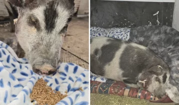 Porco vira herói ao enfrentar cão, salvar rebanho e perder orelha em defesa das ovelhas