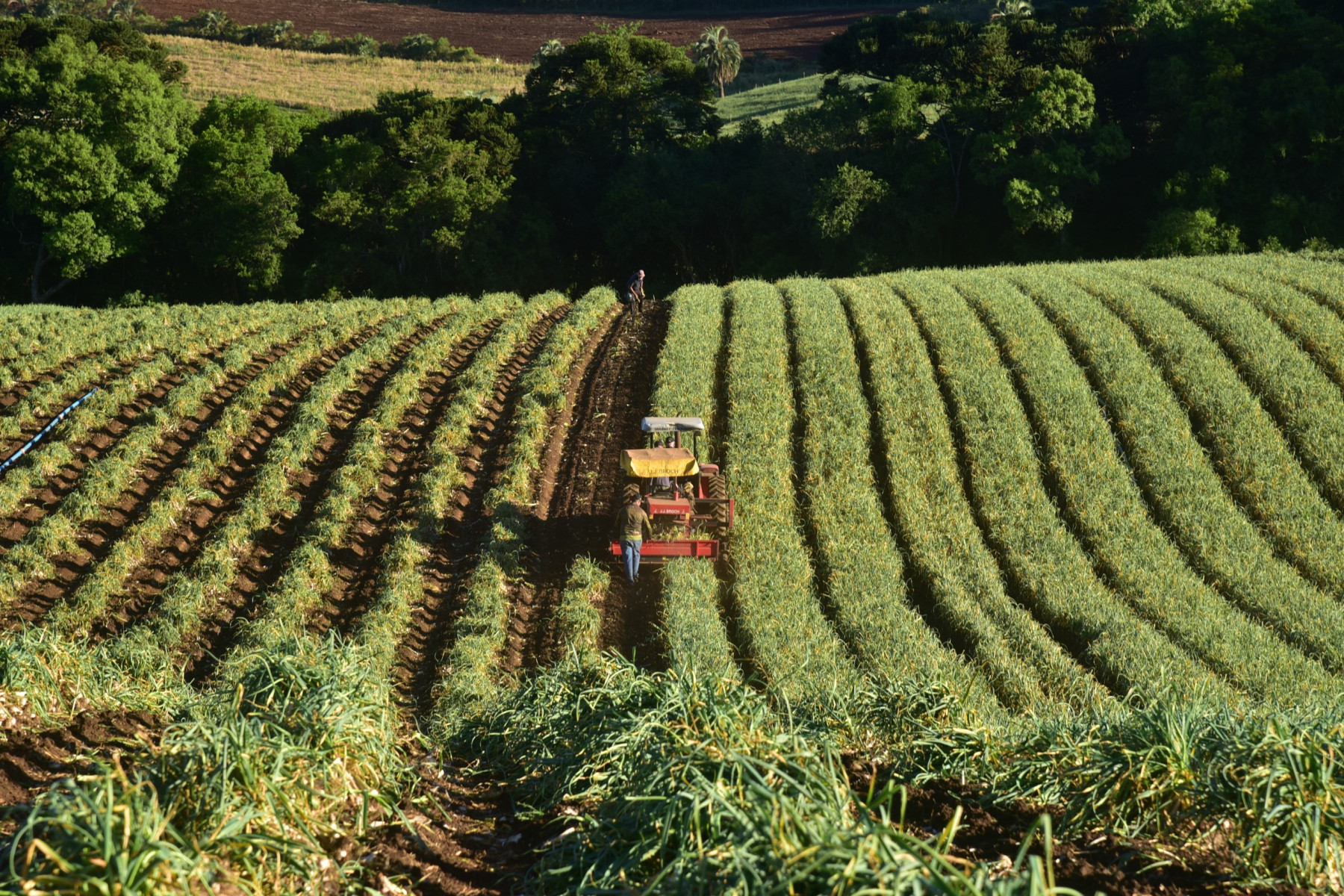 Governo de SC prorroga prazo de financiamentos do FDR para agricultores afetados pela queda nos preços da cebola e do alho