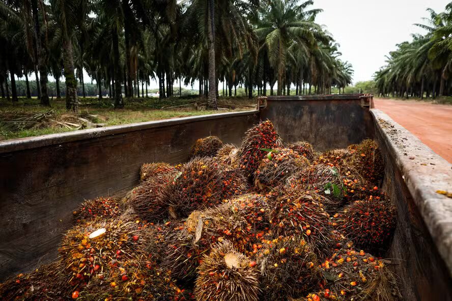 Colombiana Daabon anuncia acordo para aquisição das operações da Agropalma no PA