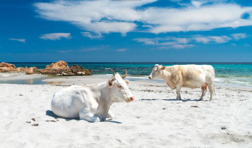 Vacas dominam praias na Itália e criam cenário surreal à beira-mar; vídeo