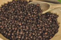 Mais proteína que carne bovina? Conheça a formiga tanajura, iguaria tradicional do Nordeste