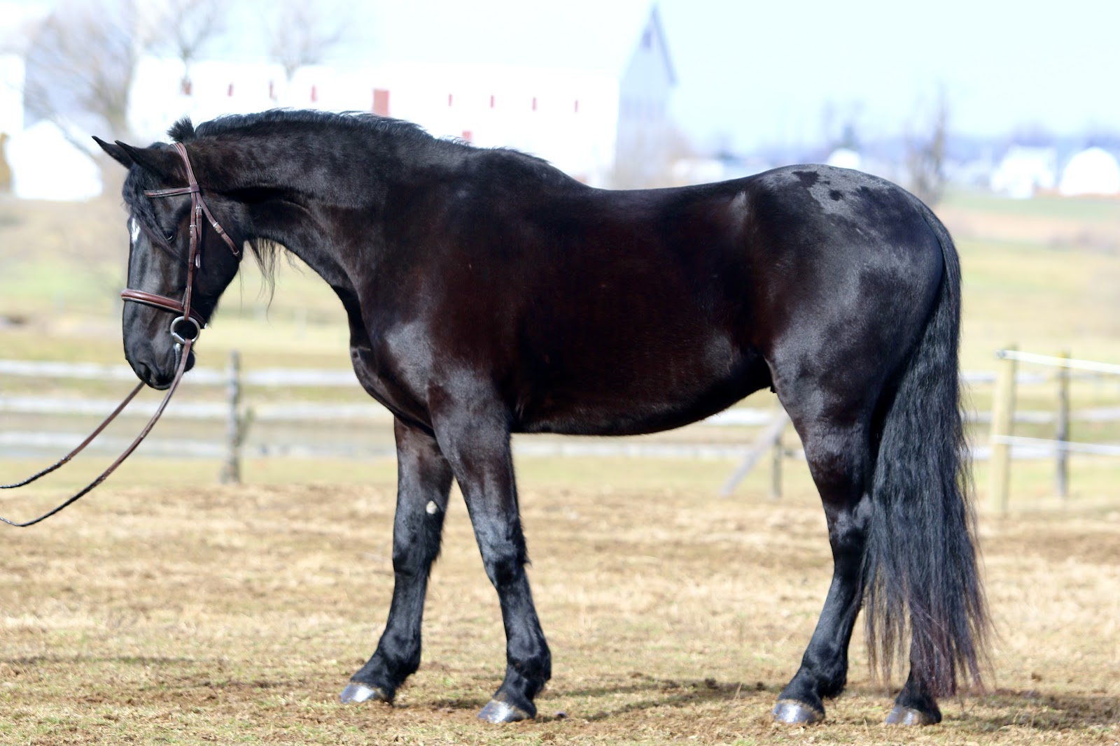 E se a gente cruzar um Percheron com um Friesian?