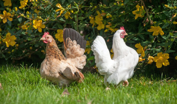 Sete animais que podem multiplicar a renda em pequenas propriedades