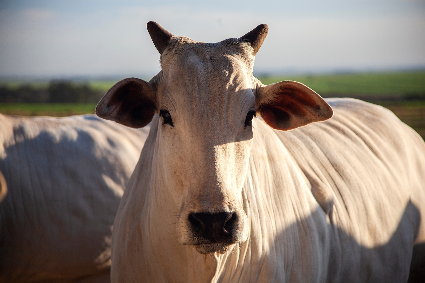 Com presença em mais de 1.000 leilões, Belgo Arames consolida força no agronegócio