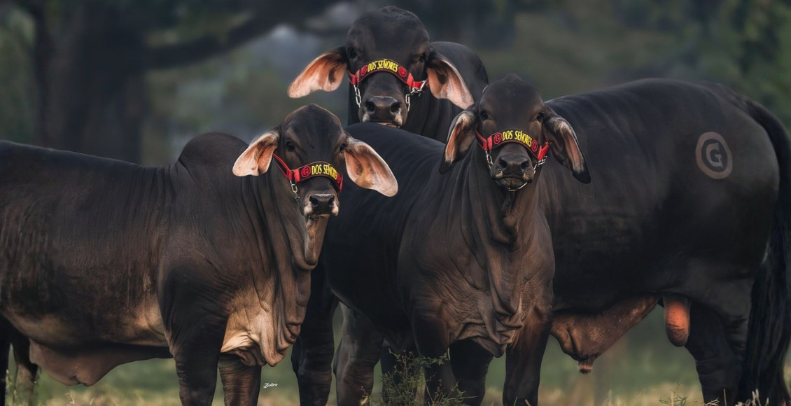 Brahman preto no Mexico - raca bovina