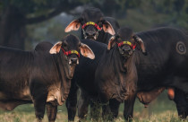 Brahman preto no Mexico - raca bovina