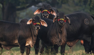 Brahman preto no Mexico - raca bovina