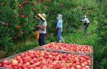 Falta de trabalhadores na safra da maçã: produtores apontam Bolsa Família como causa de perdas