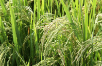 Epamig foca em terras altas para expandir produção de arroz em Minas