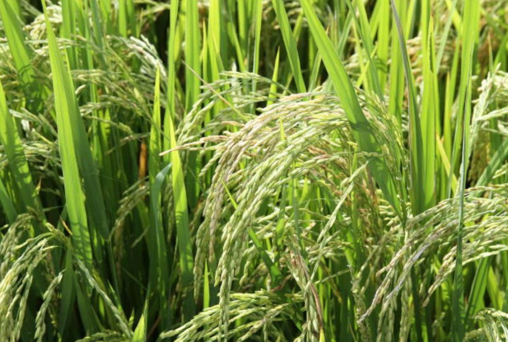 Epamig foca em terras altas para expandir produção de arroz em Minas