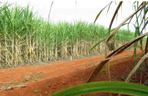 Setor sucroenergético paulista expande áreas de cultivo via arrendamento