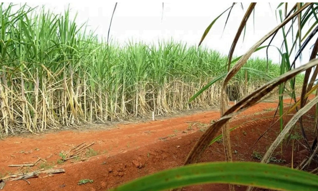 Setor sucroenergético paulista expande áreas de cultivo via arrendamento