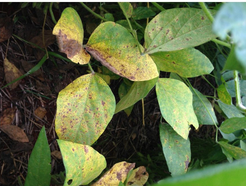 Agrotech brasileira aposta em IA para blindar lavouras contra a ferrugem