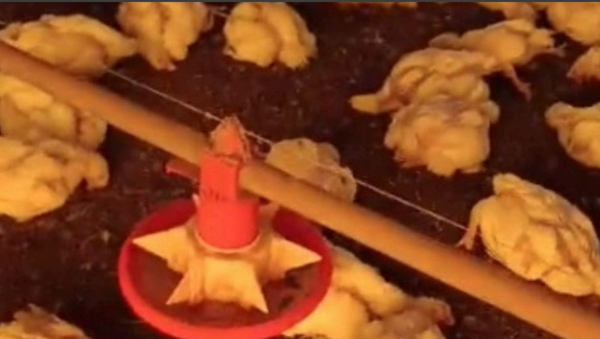 Vinte mil aves morrem em granja paranaense após interrupção no fornecimento de energia