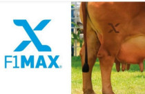 Revolução no Zebu: ABCZ anuncia Certificado F1 Max para destacar fêmeas superiores no rebanho