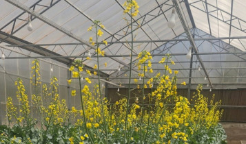 Algas contra a seca: Embrapa testa tecnologia para blindar lavouras contra a falta de chuva