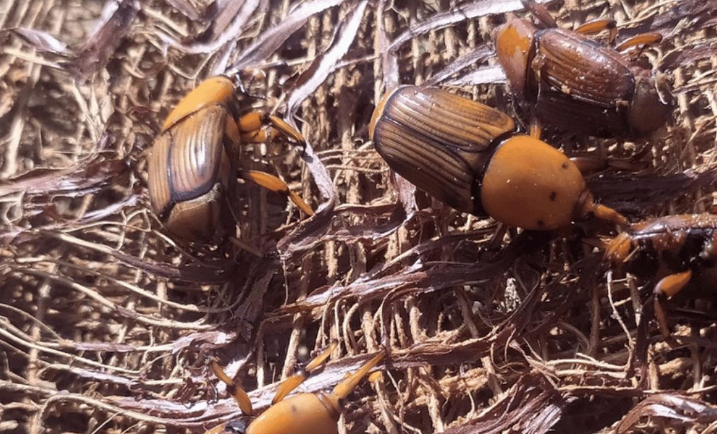 Ameaça quarentenária: Bicudo-vermelho bate à porta do Brasil; saiba o que fazer para evitar a praga