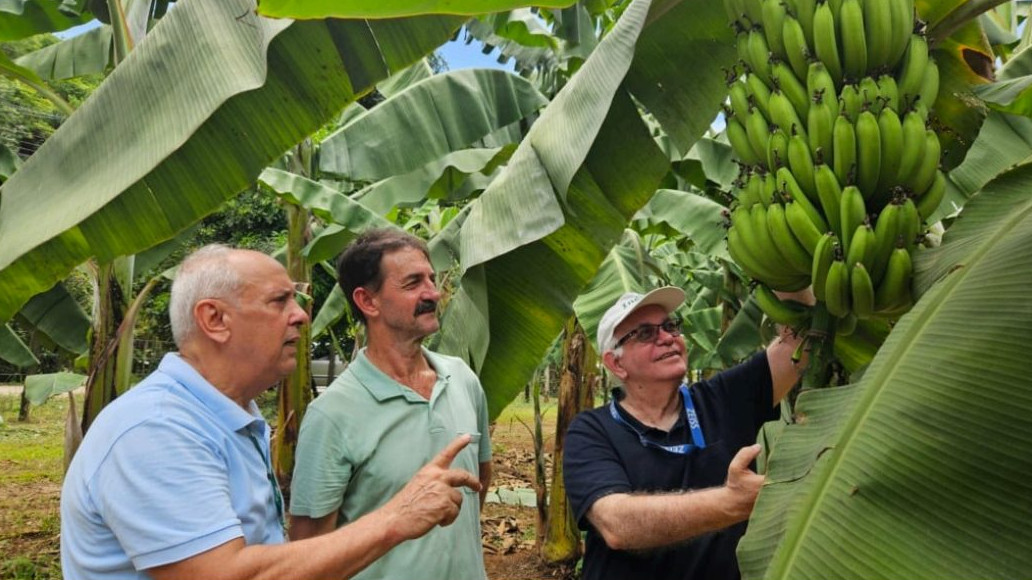 Após 20 anos de pesquisa, banana 'Ambrosia' chega ao mercado com alta resistência