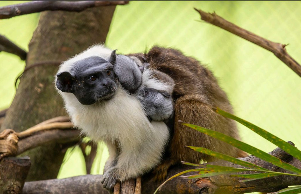 Nascimento raro: Zoo de SP recebe novos filhotes de espécie criticamente ameaçada