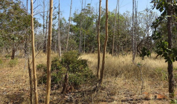 Nova pesquisa usa Inteligência Artificial para identificar fazendas inativas no Cerrado