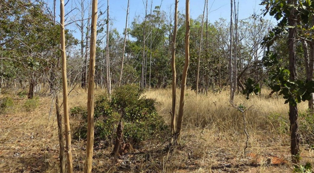 Nova pesquisa usa Inteligência Artificial para identificar fazendas inativas no Cerrado