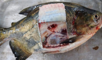 Pesquisa da Embrapa identifica presença de salmonela em peixes da região Centro-Oeste