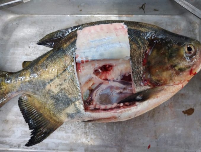 Pesquisa da Embrapa identifica presença de salmonela em peixes da região Centro-Oeste
