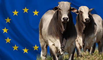 Exigências da Europa impulsionam evolução da carne bovina brasileira