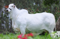 Casa Branca estreia leilão de reprodutores Nelore e coloca no mercado machos de genética consagrada 