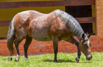 Mercado do Cavalo Quarto de Milha supera R$ 113 milhões em vendas no Centro-Oeste