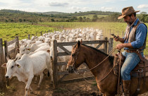 FieldData - gestao de pecuaria de corte