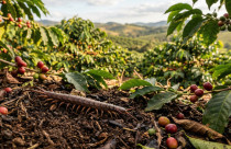 Centopeia no café é praga? Saiba como identificar e as melhores formas de controle