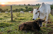 Atavismo e a "Memória do Sangue": Por que um bezerro pode nascer com a cara de um ancestral de 100 anos atrás?