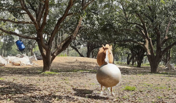 Potro resgatado vira “Messi dos cavalos” e surpreende pelo seu talento; vídeo