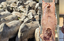 Nelore com marmoreio - carne - roberto barcellos
