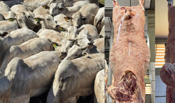 Nelore com marmoreio - carne - roberto barcellos